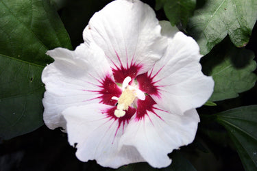25 White & Hot Pink ROSE Of SHARON HIBISCUS Syriacus Flower Tree Bush Seeds